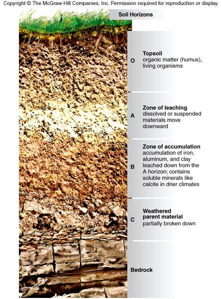 Soil profiles and horizons A cross section of the soil blanket between bedrock and atmosphere usually reveals a series of zones of different colors, chemical compositions, and physical properties A