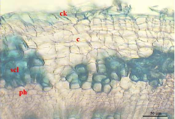 JIANU et al: Anatomical features of the endengered plant Cakile maritima Scop.subsp. euxina (Pobed.) Nyár. FIG.3. Cross section of the root.