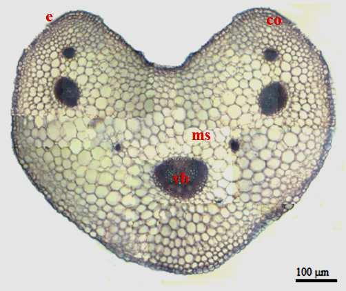 JIANU et al: Anatomical features of the endengered plant Cakile maritima Scop.subsp. euxina (Pobed.) Nyár. FIG. 4.