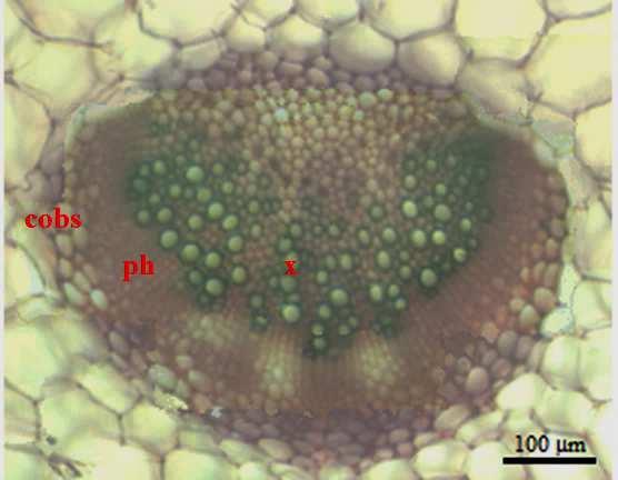 The cauline leaf lobe, in cross section, has a convex shape to the adaxial surface anda concave one, to the abaxial surface with two large lobes.