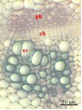 The mesophyll is homogenous but the first 2-3 layers of cells are chlorenchymatous, this tissue being more developed abadxial and in the lateral lobes (Fig. 5, A). Such as Ciccarelli et al.