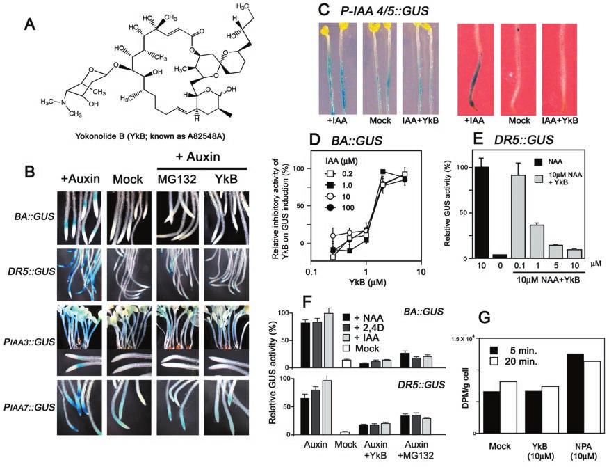 A Novel Inhibitor of Auxin Signaling 23799 FIG. 1. Effects on YkB and MG132 on primary auxin-responsive reporter gene expression. A, the chemical structure of YkB (known as A82548A).