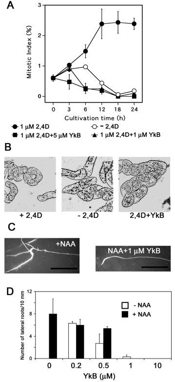 A Novel Inhibitor of Auxin Signaling 23803 FIG. 6.Effect of YkB on auxin-responsive epinastic elongation mediated by ABP1 and FC-induced cell elongation.