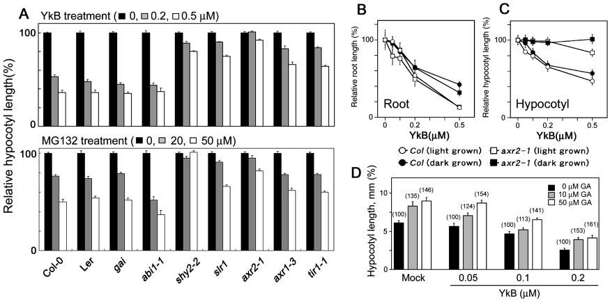 23804 A Novel Inhibitor of Auxin Signaling FIG. 7.The effects of YkB and MG132 on the growth of Arabidopsis wild type and auxin-, GA-, and ABA-insensitive mutants.