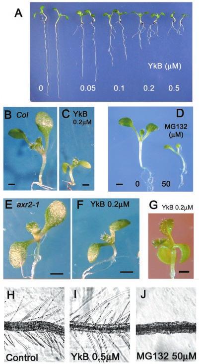 A Novel Inhibitor of Auxin Signaling 23805 FIG. 8. A, pairs of 7-day-old seedlings (Col) grown vertically on agar containing the indicated concentrations of YkB.