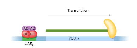 Figure 2. The model of transcription of the GAL1 gene which is regulated by the Gal4 protein (Russel, 2002).