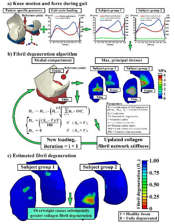 Include remodeling in material model (E(t)) Knee joint from imaging data + Gait loading