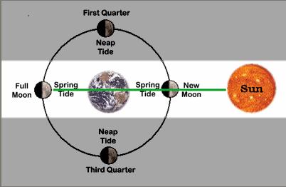 Spring Tides Spring tides occur 2 times a month, during a full and new moon when the Earth,