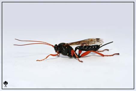 Parasitoids - Wasps Parasitoids - Wasps