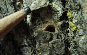 larvae chew S-shaped galleries into trees metallic