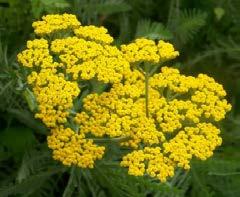 annuals provide nectar, pollen,