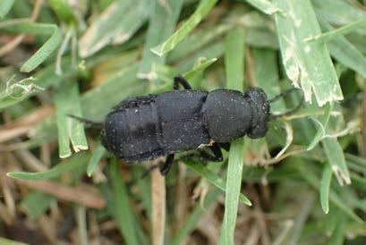 Rove Beetles Predators - Beetles elongated