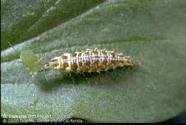 aphids, scales, caterpillars Green Lacewing;