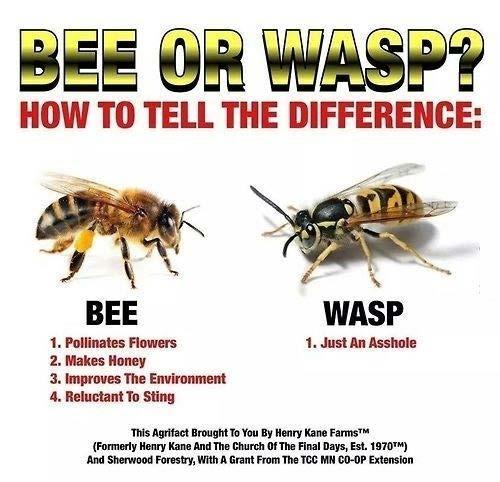 paper wasps, hornets, and yellowjackets feed