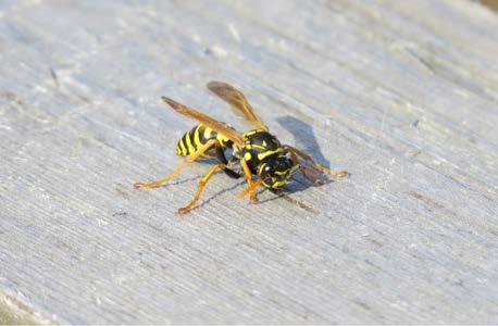 Predators - Wasps Predators - Flies Paper Wasps Flower