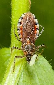 of insects Pselliopus Assassin Bug; John & Jane Balaban