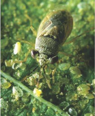 insects, mites, eggs Geocoris; Jack Dykinga, USDA