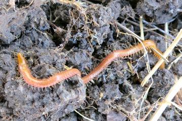 small arthropods in & on the soil Stone Centipede; inaturalist, Cristophe