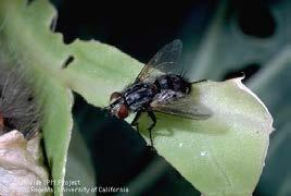 flies but with stout bristly hairs on tip of abdomen parasitize