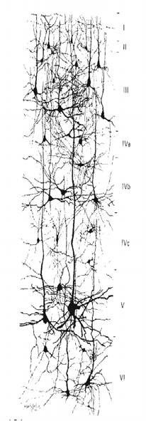 vstupujúce axóny z iných neurónov dendrity neurón impulzy axón vstupné neuróny skryté neuróny A B C výstupné neuróny (A) Typická neurónová bunka, ktorá obsahuje rozsiahly dendritický systém (vstup) a