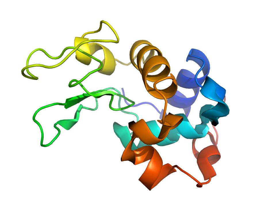 A typical protein: Lysozyme UV-absorbing