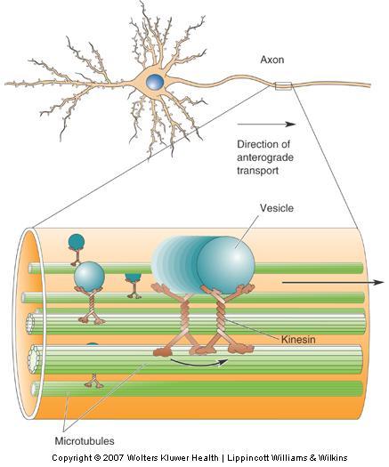 The Prototypical Neuron The Axon Axoplasmic transport