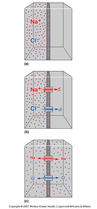 The Movement of Ions Diffusion Dissolved ions distribute evenly Ions flow down concentration