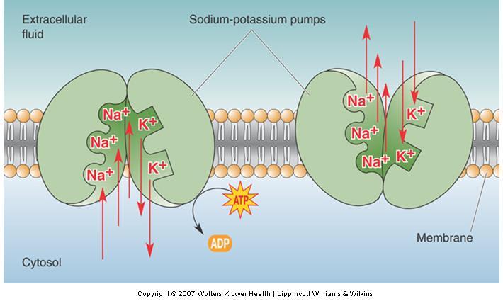 The Ionic Basis of The Resting Membrane Potential The sodium-potassium pump Enzyme -