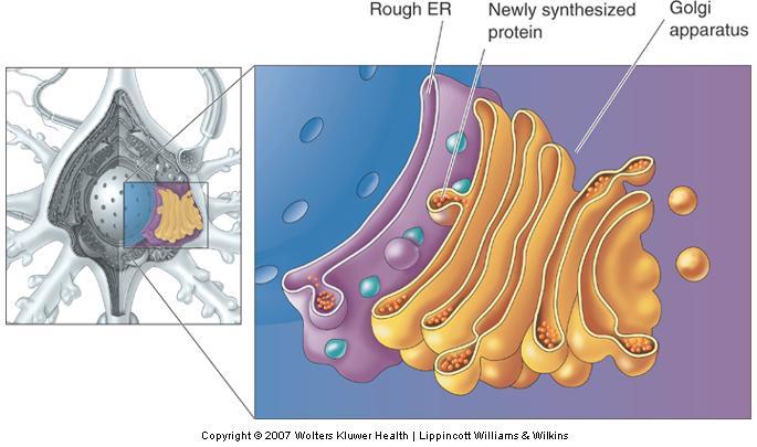 The Prototypical Neuron The Soma Smooth ER and Golgi Apparatus Sites for preparing and