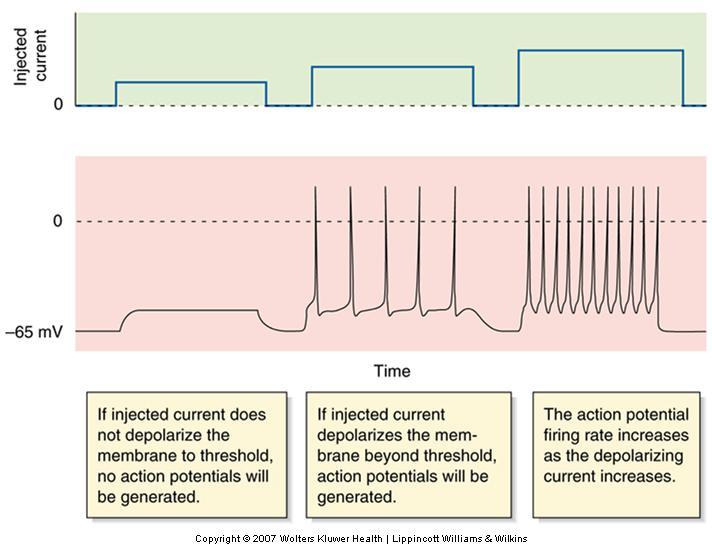 Properties of the Action Potential The Generation of Multiple Action