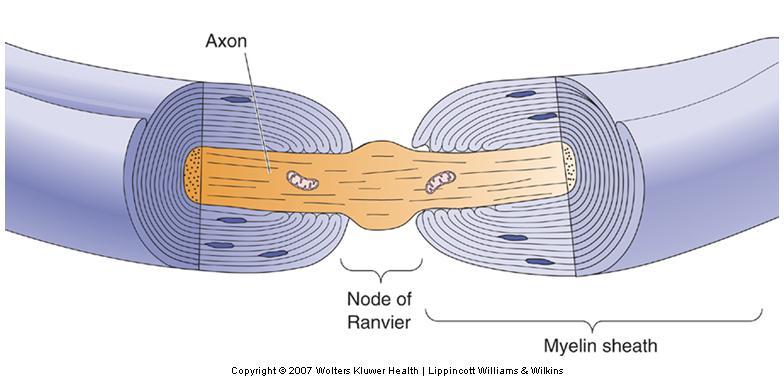 Action Potential Conduction Factors Influencing Conduction Velocity Myelin: Layers of myelin