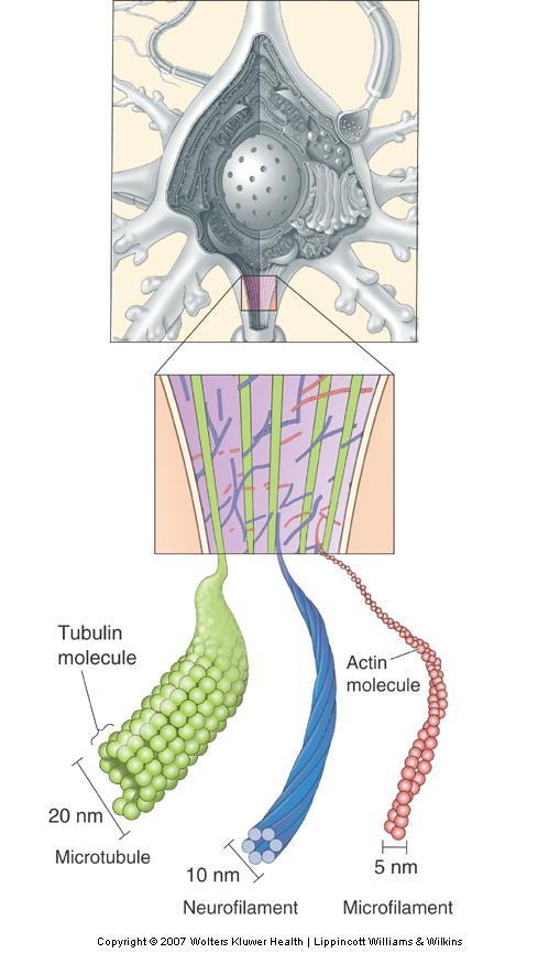 The Prototypical Neuron The Cytoskeleton Not static Internal scaffolding
