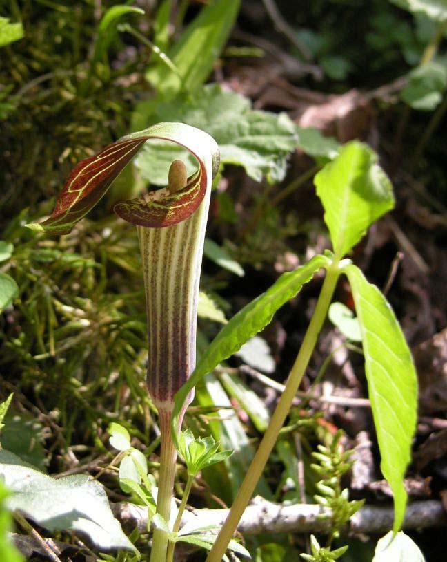 Maybe this Jack-in-the-Pulpit is actually a Jack-in-the-Pulpit plants are dioecious, the flowers are either male or female.