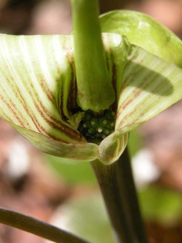 This is a JILL! The pistillate flowers are at the base of the spadix.