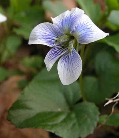 Violets have closed, often hidden, flowers called
