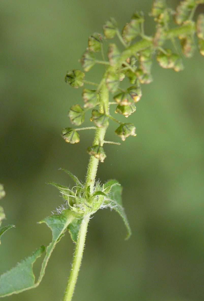 Ragweed flowers Male flowers Female flowers How is Ragweed Pollinated? The Answer is Blowin in the Wind! Ragweed is an all-toocommon wind-pollinated flower.