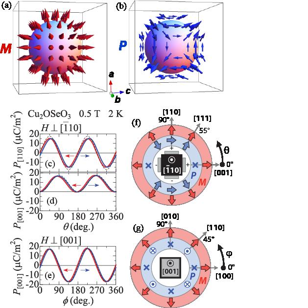 Dynamical magnetoelectric phenomena of multiferroic skyrmions Figure 11. (color online).