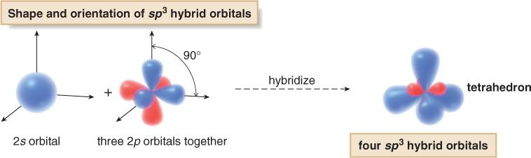 orbitals, each having one large lobe and one small lobe.