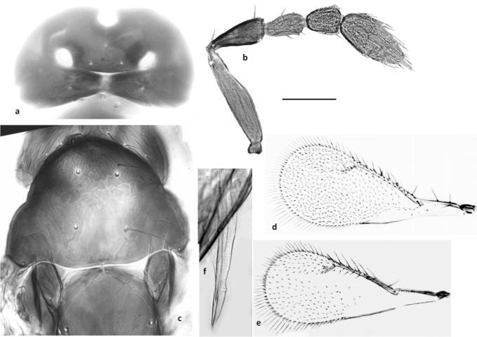 749 Figure 3. Epomphale filizinancae n. sp. Female. a. head, in dorsal view; b. antenna, in lateral view; c.