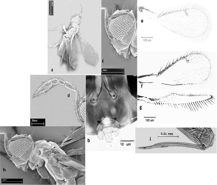 fore and hind wing, forewing upper side, hind wing lower side; k. hind wing, upper side; l. ovipositor. Figure 8. Epomphale kirimensis n. sp.. a. body, in lateral view; b.