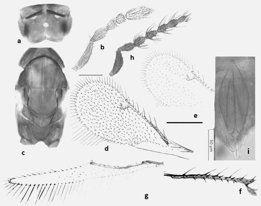 753 Figure 11. Epomphale kocaki n. sp. a-f. Female. a. head, in dorsal view; b. antenna; c.