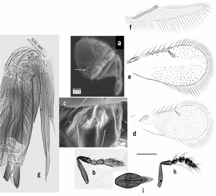 antenna; i. Male genitalia. Figure 12. Epomphale rubensteina Girault. a-f. female. a. head, fronto-lateral view; b.