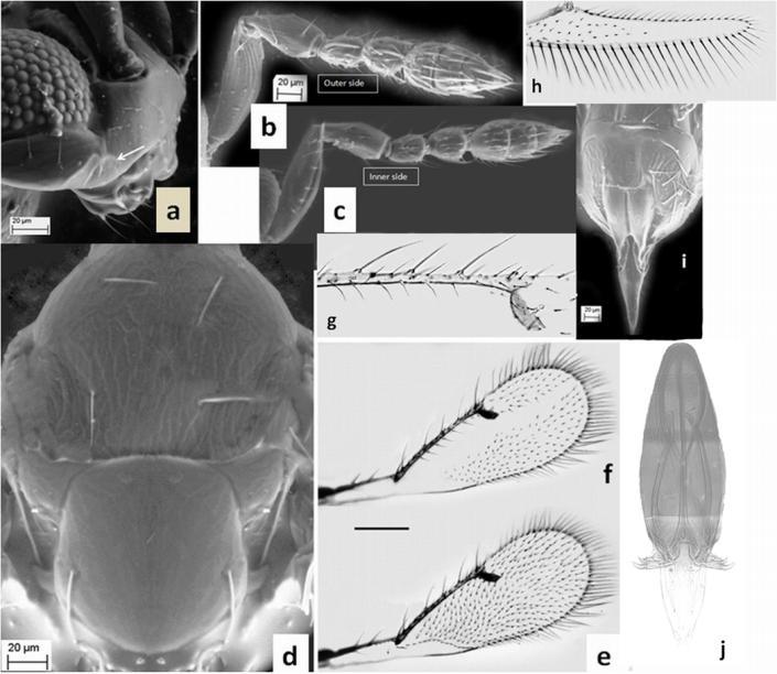 754 Mun. Ent. Zool. Vol. 9, No. 2, June 2014 Figure 13. Epomphale oezdikmeni n. sp. male. a. malar sulcus; b, c. antennae, b. outer side, c. inner side; d.