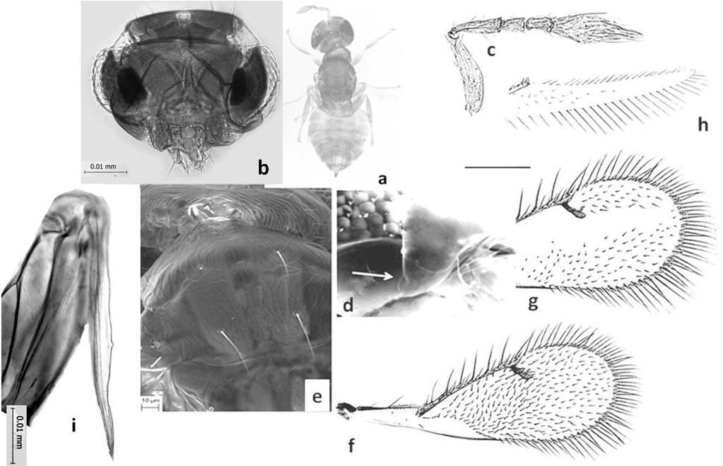 755 Figure 15. Epomphale auriventris Girault, 1915 a. female body, excluding wings; b. male head, in dorsal view; c. female antenna; d. malar sulcus; e.