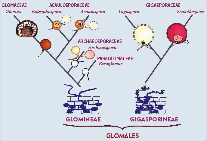 Traditional morphological classification: two suborders: Glomineae have intra-radical