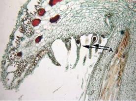 The second and third photos show a close-up of the archegonia and antheridia, respectively. Figure 9.