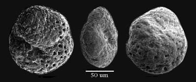 O-CaCO 3 2) δ 18 O of seawaterthat forams are growing in: - Depends on latitude -