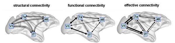 Structural, functional & effective connectivity anatomical/structural connectivity = presence of axonal connections Sporns 27, Scholarpedia functional