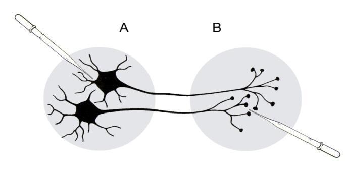 neuronal