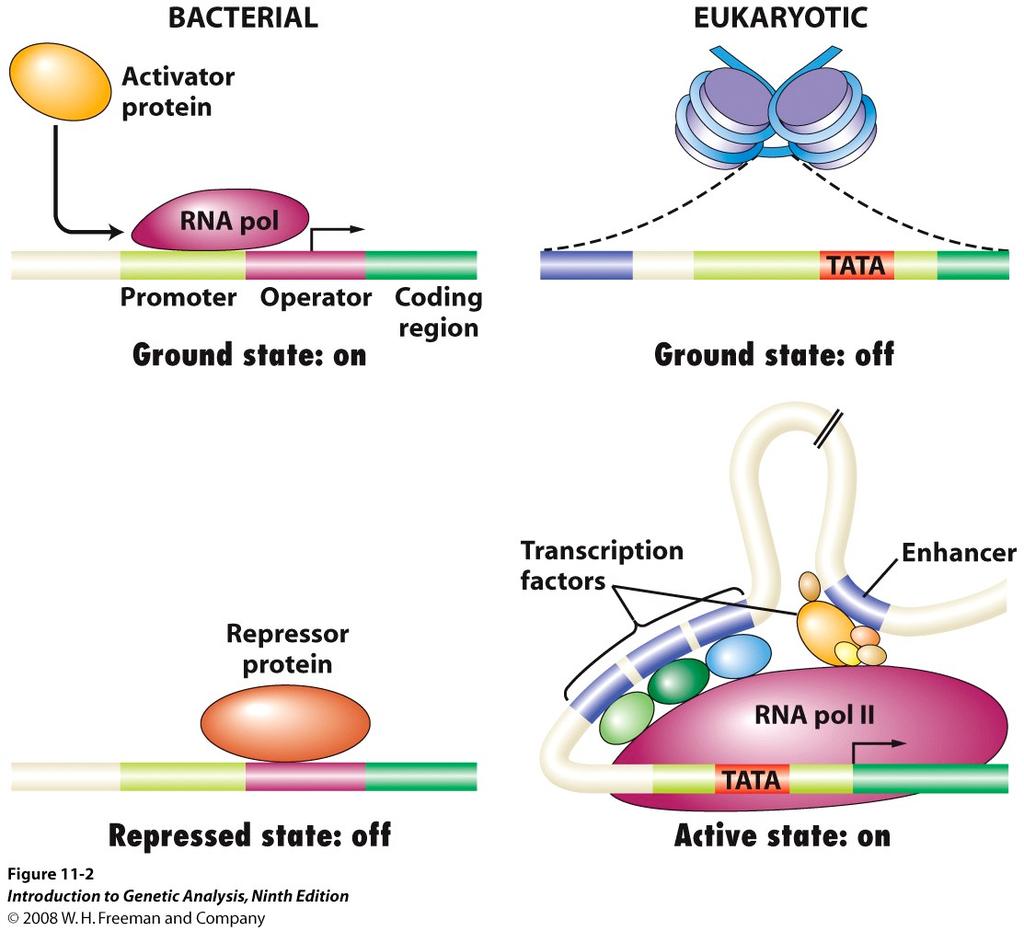 5. BUT The MOST CRUCIAL DIFFERENCE is the role of CHROMATIN in EUKARYOTES To relieve repression by